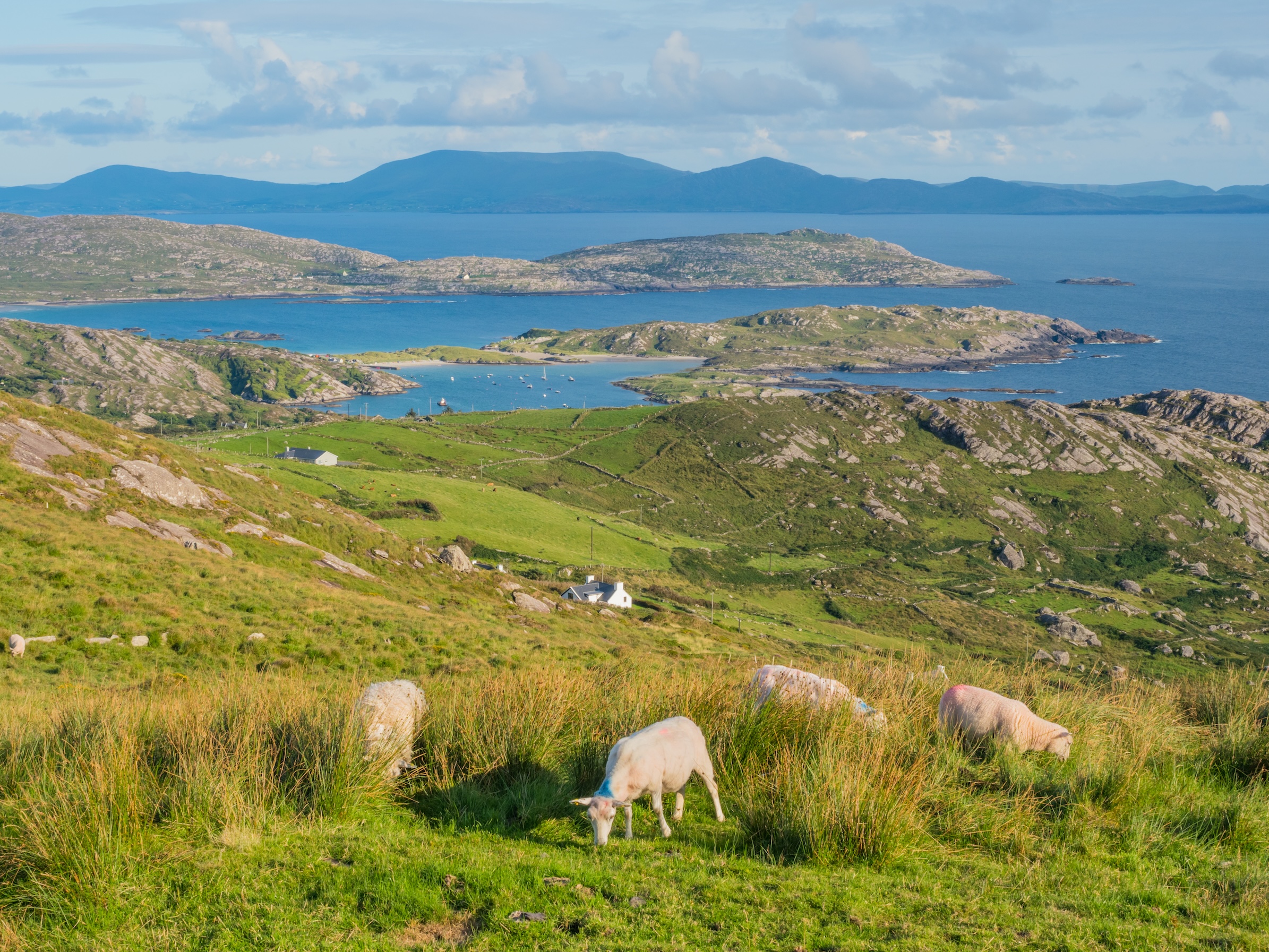 Sheep Grazing in Ireland