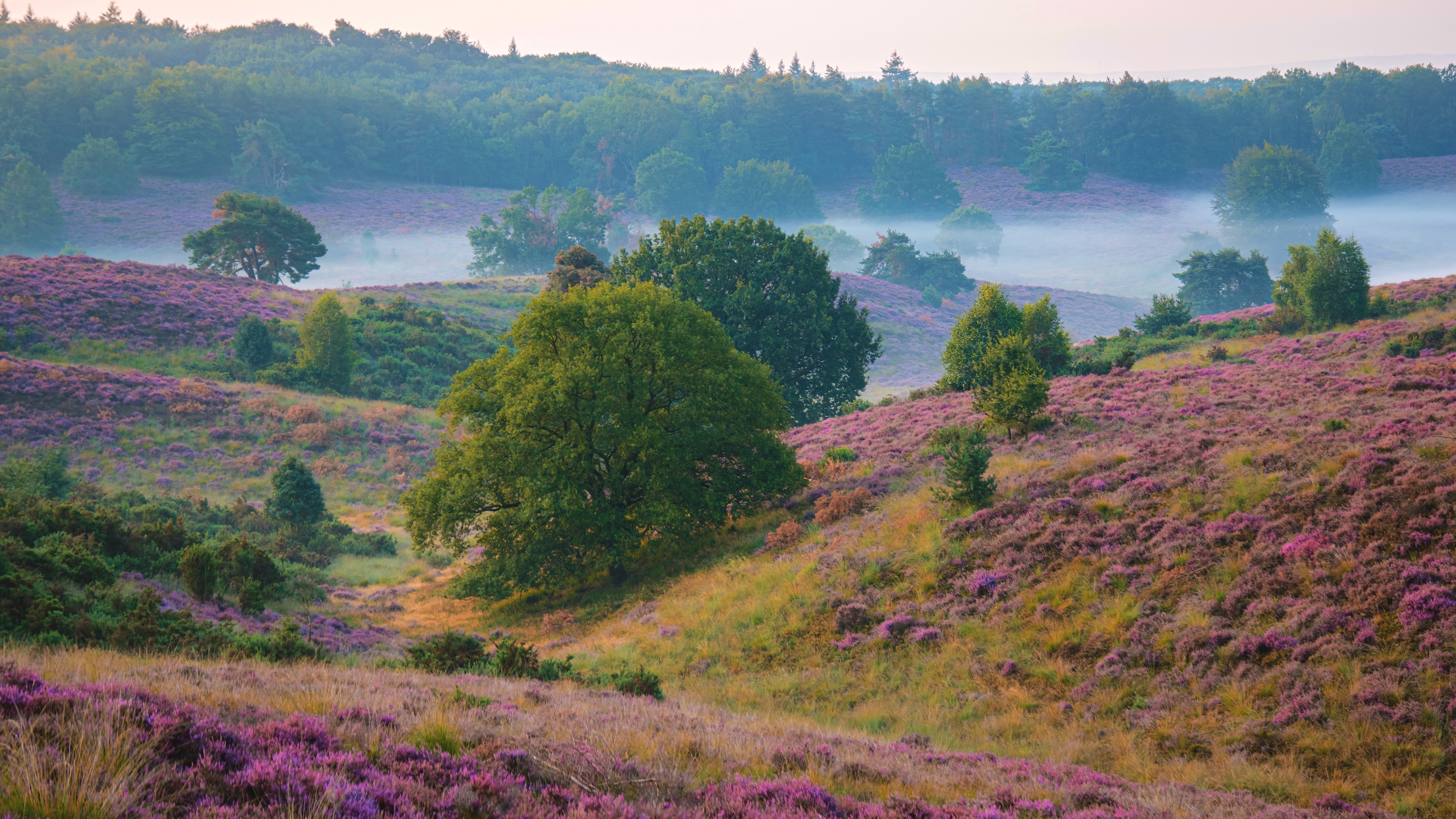 Purple pink heather in bloom, blooming heater on the Veluwe