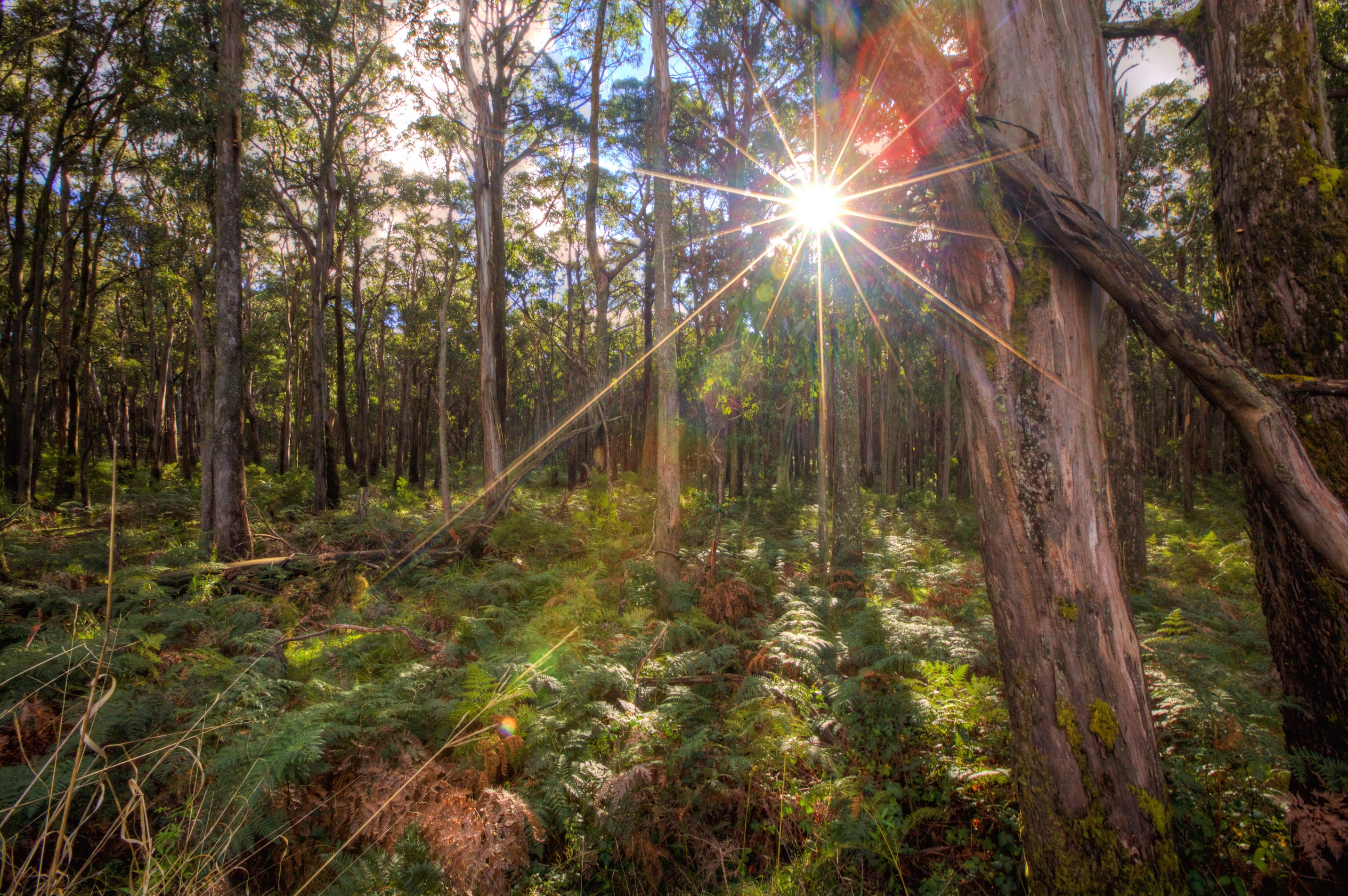 Tweed Valley Forest Hike